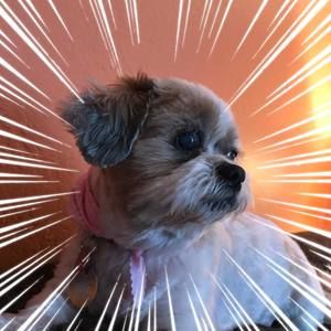 Meet your Posher, Beverly